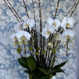 Orchid Paradise