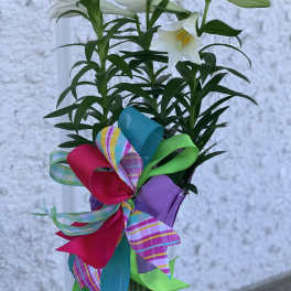 Elegant Easter Lily