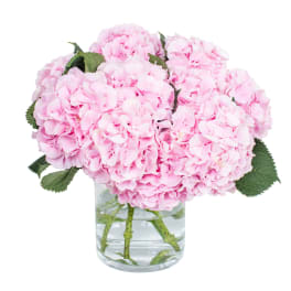 Round arrangement of light pink hydrangeas in a clear glass cylinder vase