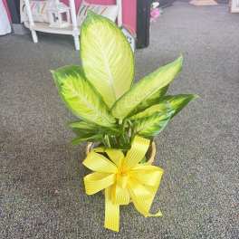 Potted variegated green plant in a woven basket with a large yellow ribbon bow