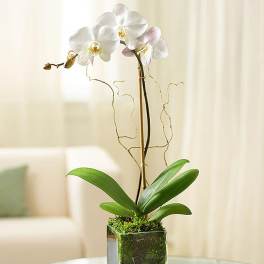 Gentle white orchids !