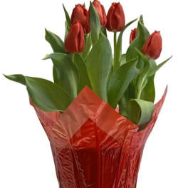 Potted red tulips in a container wrapped with shiny red foil.