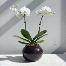 White Phalaenopsis Plant