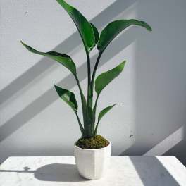 Strelitzia Plant