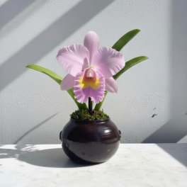 Pink Cattleya Plant