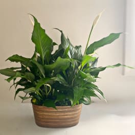 Peace Lily in copper tub