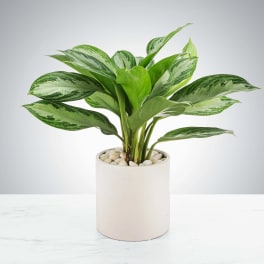 Chinese Evergreen Plant by BloomNation™