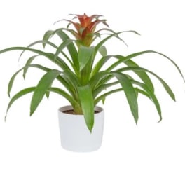 Bromeliad