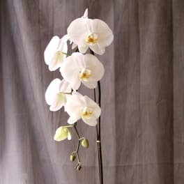 White orchid plant in a speckled ceramic pot
