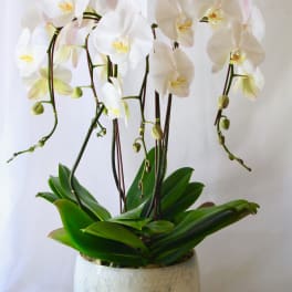 White orchids in a white ceramic pot