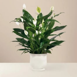 Peace lily houseplant with white blooms in a white pot on a light surface