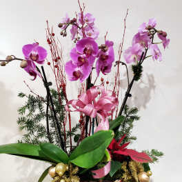 Xmas Orchid 2