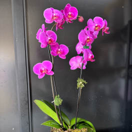Bronze Elegance-dual purple orchid
