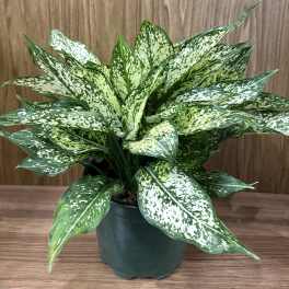 Aglaonema Commutatum