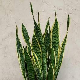 Large Potted Snake Plant
