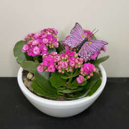 Spring Kalanchoe by Chasing Petals