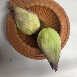 Two unopened pale green flower buds on a terracotta dish