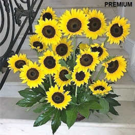 Array of Sunflowers