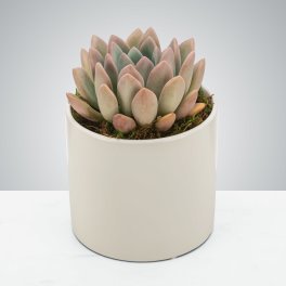 Single rosette succulent in a smooth ivory ceramic pot on a light surface