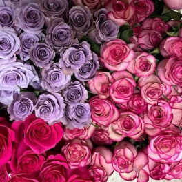 Clusters of roses in lavender, pink, and magenta tones