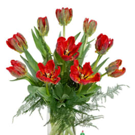 Parrot Tulips