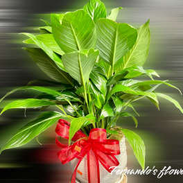 Tall green potted plant with large leaves and a red ribbon on a white pot