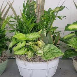 Mixed potted foliage arrangement in a white planter