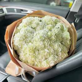 A bunch of snow-white clouds of hydrangeas