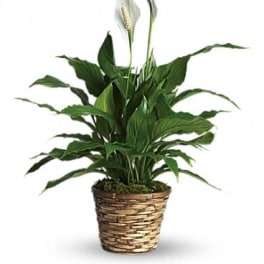 Potted peace lily in a woven basket planter