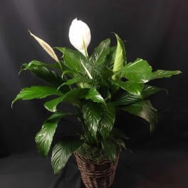 Peace Lily (spathphyllum)