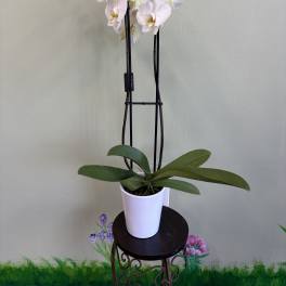 White orchid plant in a white pot on a small stand