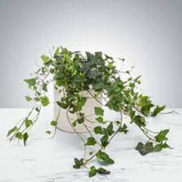 Ivy Plant by BloomNation™