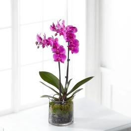 Pink orchid plant in a clear glass vase with moss and stones