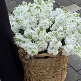 basket of fluffy and fragrant white matthiola
