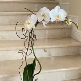 1 Orchid Plant (Select) Single stem orchids in white arranged in a ceramic container.