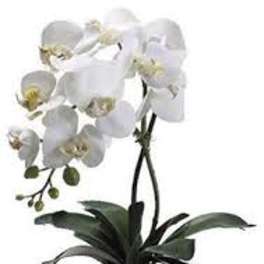 Orchid Plant White (Select) Single Stem orchids arranged in a ceramic or glass container.