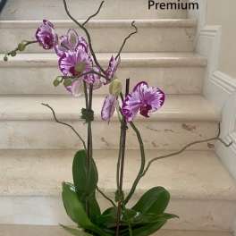 2 Orchid plants (Select) in Purple arranged in a glass or ceramic container.