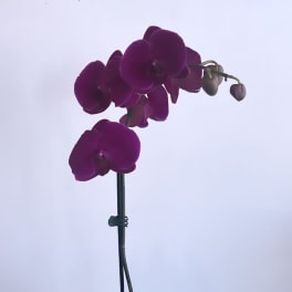 Single Stem Orchid by BloomNation™
