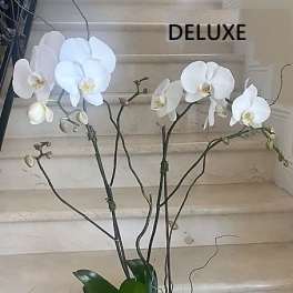 2 Orchids plants (Select) in White, arranged in ceramic container