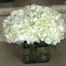 A Touch of White with Hydrangeas