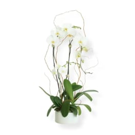 Double Cascading Phalaenopsis Orchid Plant