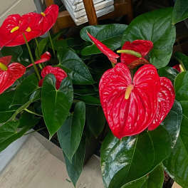 Potted anthurium plants with glossy red blooms