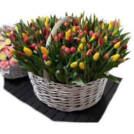 200 Tulips — A Sea of Emotions in One Basket