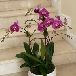 3 Orchids Plants (Select) in purple arranged in a Ceramic Container.