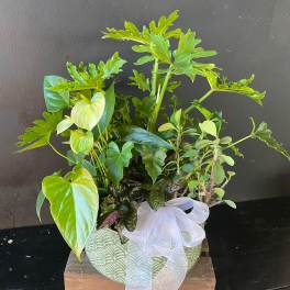 Potted green houseplant arrangement with a sheer white bow