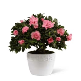 The FTD Vibrant Sympathy Planter