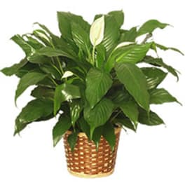 Potted peace lily plant with white blooms in a woven basket