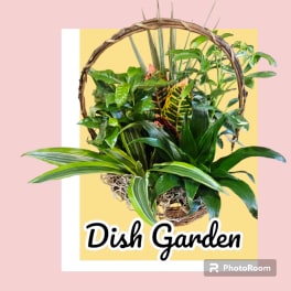 Dish garden of assorted green plants in a woven basket