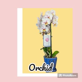 White phalaenopsis orchid in a blue ceramic pot