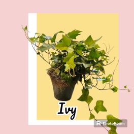 Potted ivy plant with trailing vines in a dark container
